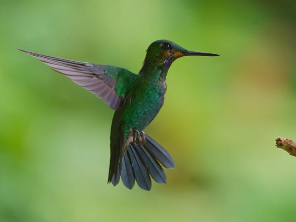 <h3><a href="/trips/costa-rica/biota/animalia/chordata/aves/033 apodiformes/004 trochilidae/heliodoxa jacula/heliodoxa jacula-nl.html">Heliodoxa&nbsp;jacula</a> / Green‑crowned&nbsp;brilliant / Groenkruinbriljantkolibrie</h3>OM-1 Mark II met OLYMPUS M.150-400mm F4.5, 1/2000 sec  bij F4.5, ISO 6400, afstand 4.24&nbsp;m